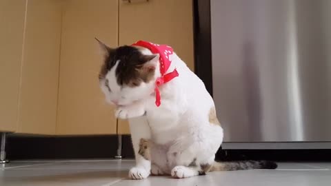 minute funny cat video