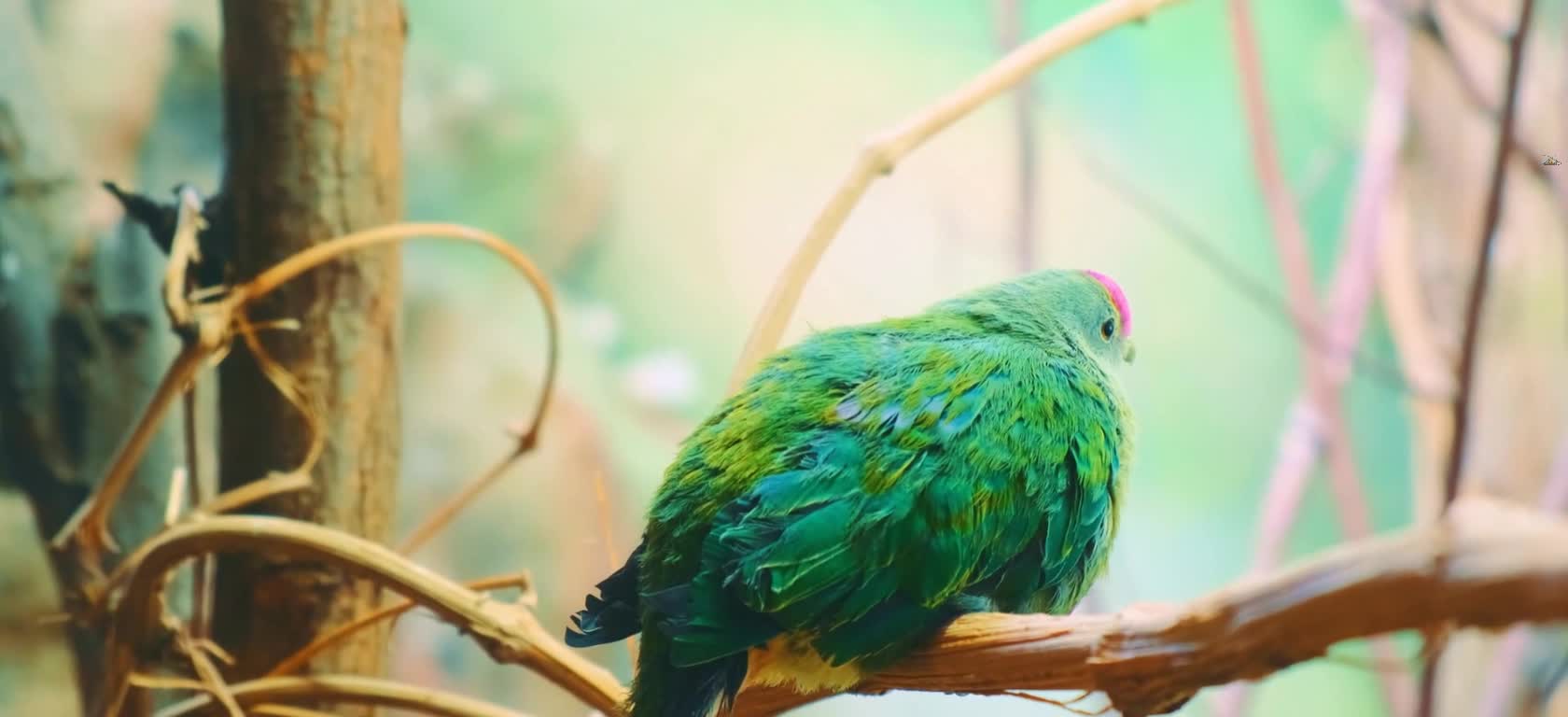 Green bird bird