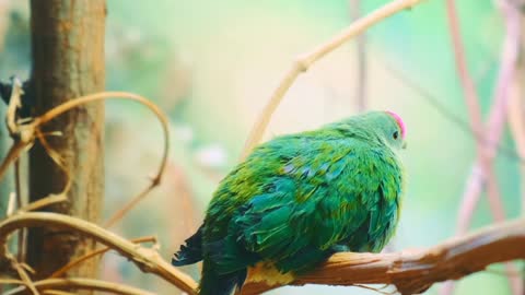 Green bird bird