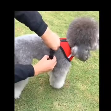 Adjustable Cat Harness And Leash Escape Proof Pet Clothes Kitten Puppy Dogs Vest