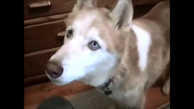 Funny Talking Dog wants to meet the other doggies 2021