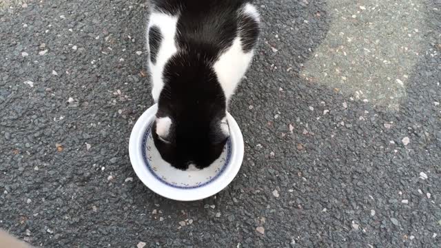 Hungry Cat Eating Food and enjoying with friend on road