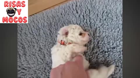 videos de risa, animalitos muy graciosos
