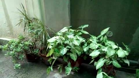 Heavy Rainfall in Pakistan