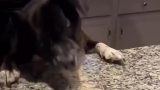 Funny dogs just want a snack