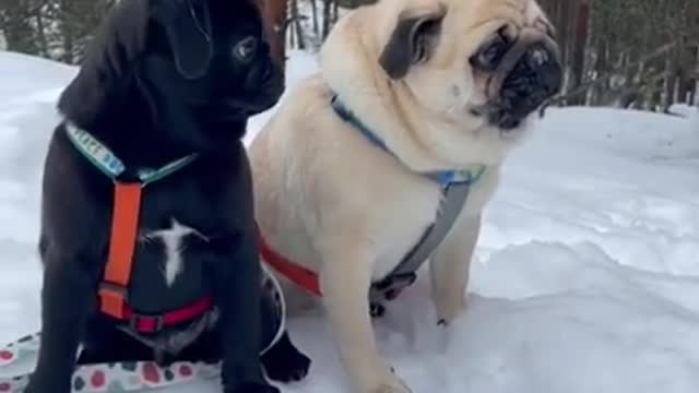 Cute dogs with white snow _ 1 Minute Animal _Shorts 90