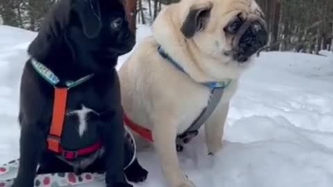 Cute dogs with white snow _ 1 Minute Animal _Shorts 90