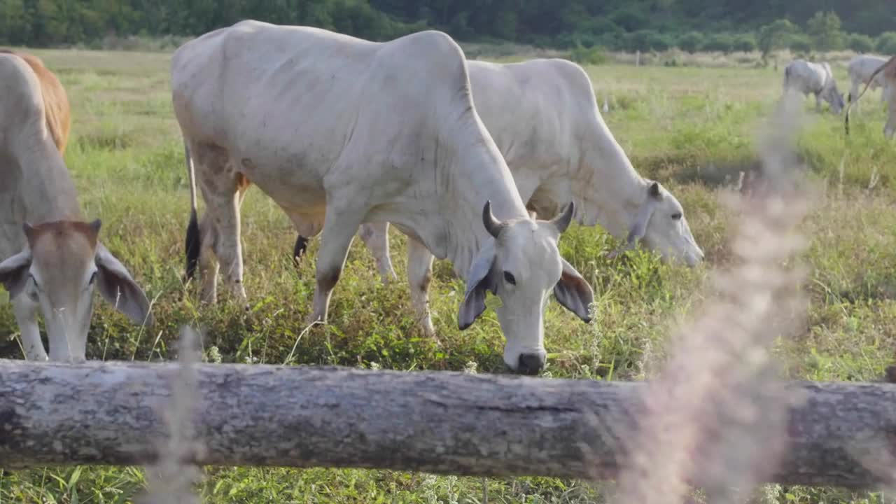 Cows are allowed to graze freely in rural Thailand