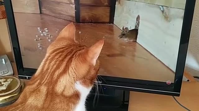 Tom & Jerry in real life Part 3