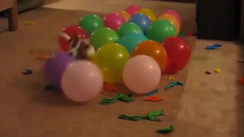 A very funny puppy is bursting colorful balls.