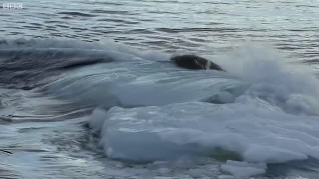 Killer Whales Working Together to Hunt Seals on Ice | BBC Earth