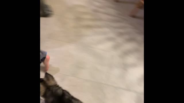 Kal the puppy Jan -March 2022