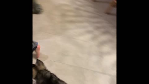 Kal the puppy Jan -March 2022