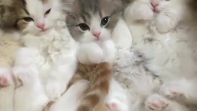 group of cute kittens