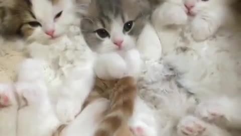 group of cute kittens