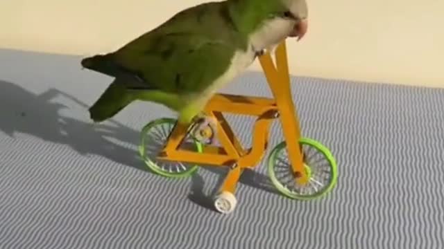 Parrot riding a bicycle