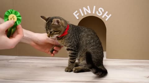 CAT SURVIVAL