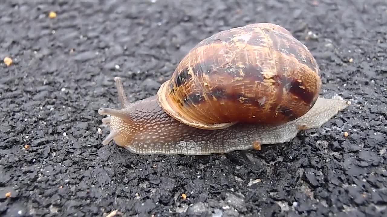 snail