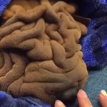 funny dogs running around, funny dogs spinning around