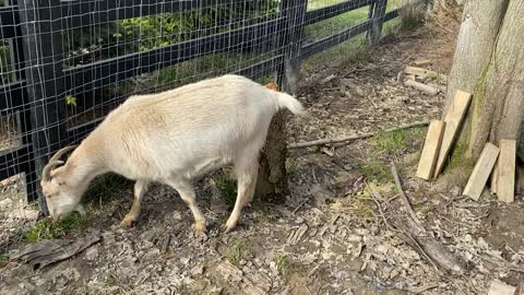 Dottie Knocking Over Firewood Stack 04.2020