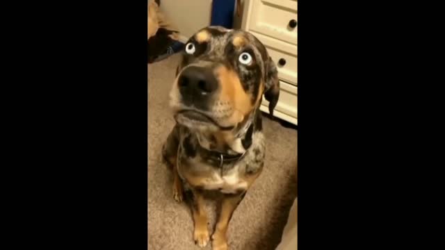 Cute Dog Talking with Men Amazing video