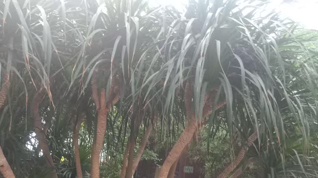 This plant has many branches