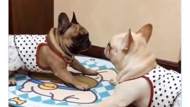 Funny Cat And Dog Playing With Owners