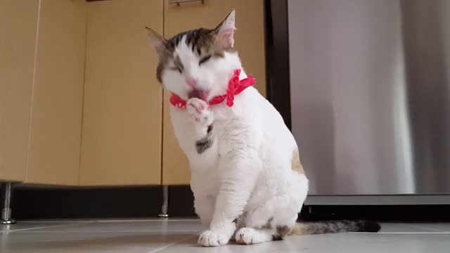 Cat cleaning its paws