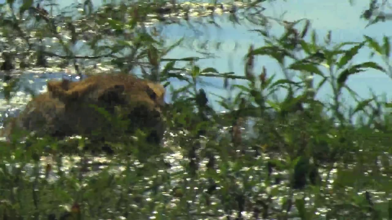 Lion attack on buffalo