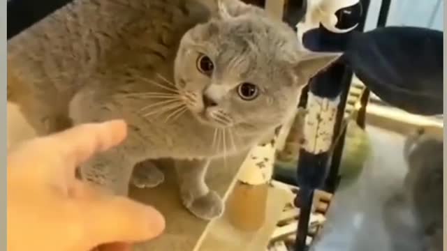 angry fluffy cat with owner warning not to touch it