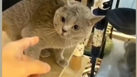 angry fluffy cat with owner warning not to touch it