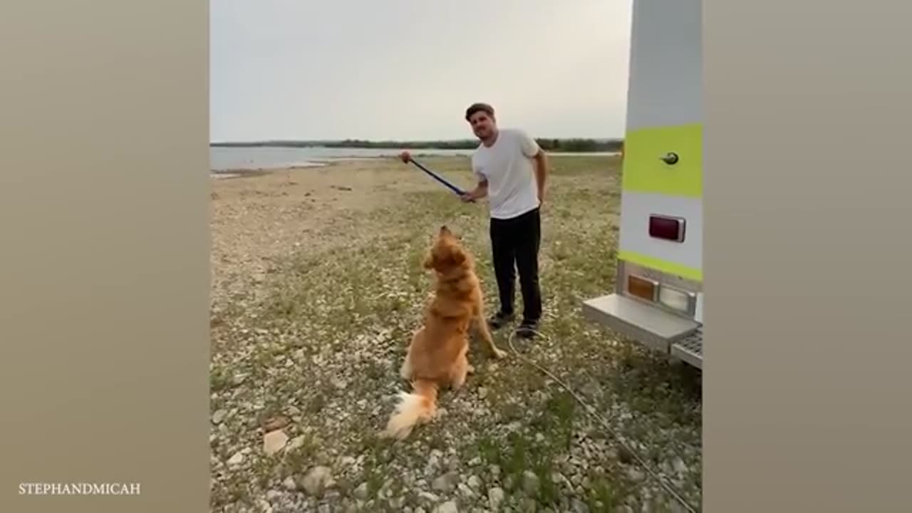These Funniest Golden Retrievers will have you in Stitches! 🤣 Funny dog videos 2024