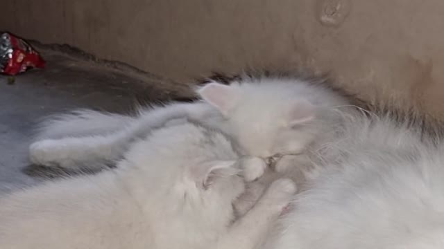 Cute Kittens Drinking Fresh Milk From Mama Cat#QuiteCatVideo#short