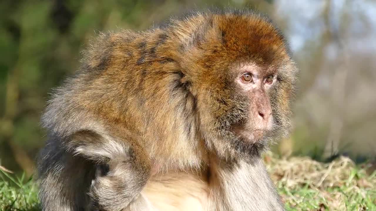 Barbary Macaque