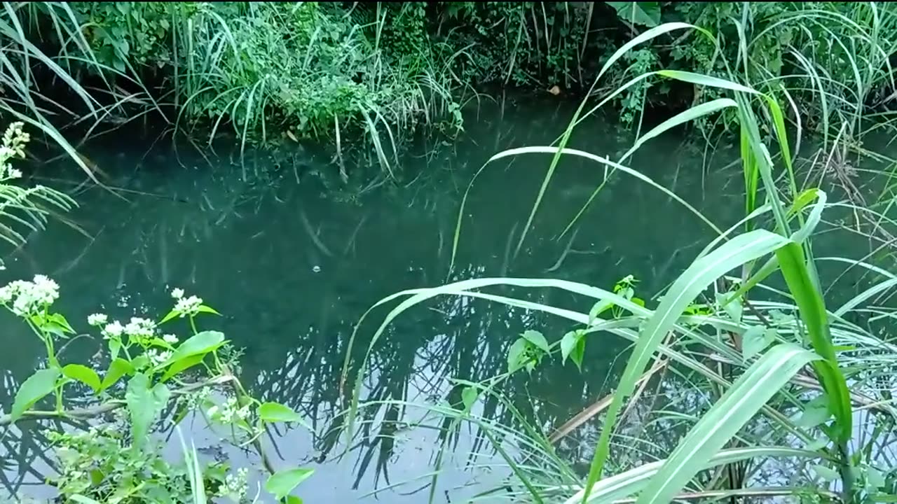 fishing in the swamp