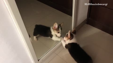 Corgi puppy fights with his reflection