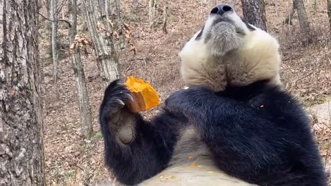 Cute Panda for eating food.