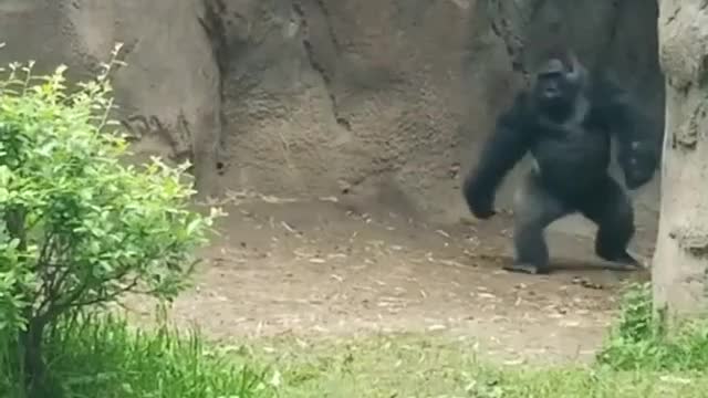 Funny Gorilla entry