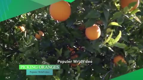 Watermelon production.