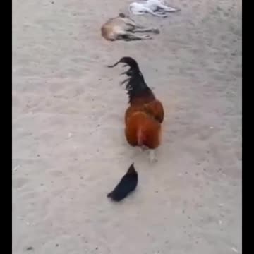 Wildlife, It Doesn't Matter You Are Small Or Big, Just Have Courage