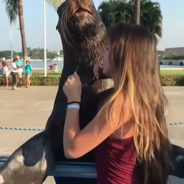 Sea lion casually taking pictures with people
