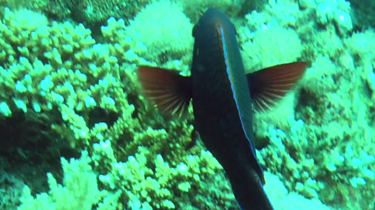 NO SOUND - Parrotfish