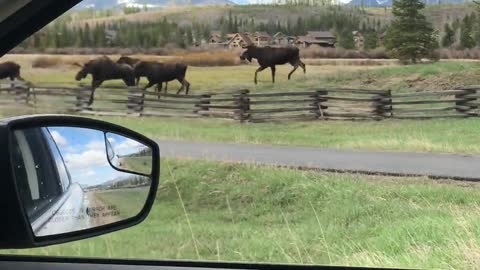 Traffic Jam in Fraser, Colorado