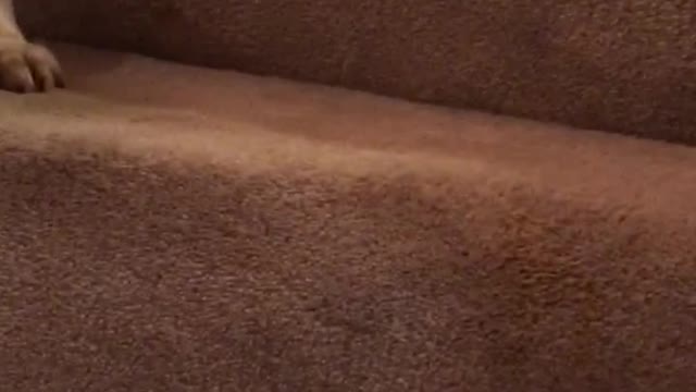 Brown white dog sitting on stairs playing catch with squirrel toy