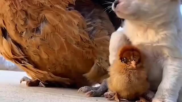 Animals Teaching Us what Relationship Is All About.