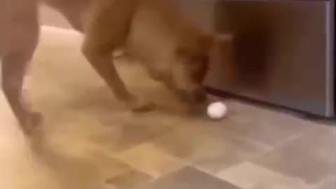 Funny dog falls down