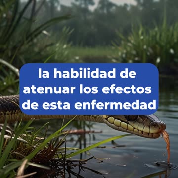 El microorganismo que está devastando las serpientes en Florida.