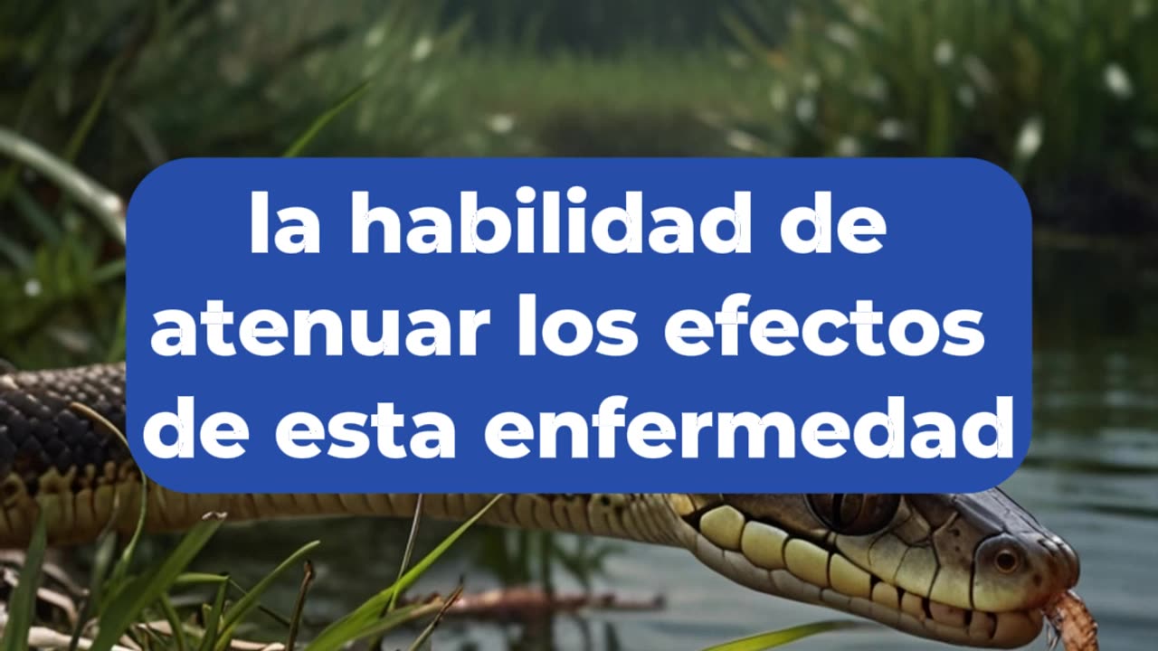 El microorganismo que está devastando las serpientes en Florida.