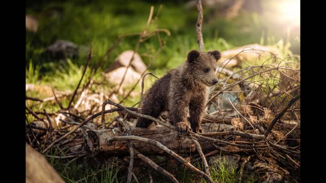 Baby Animals