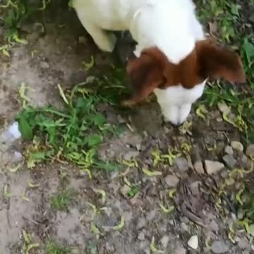 A cute Dog playing